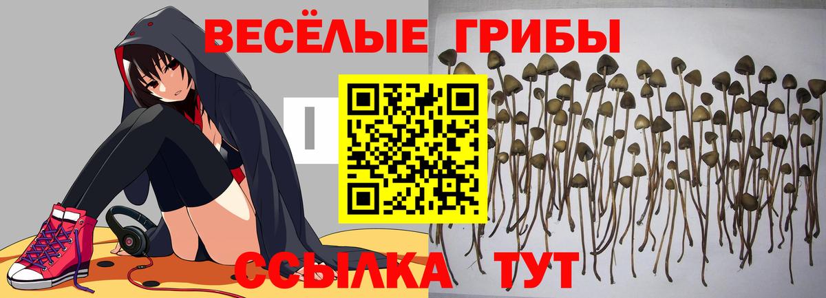 Сосновоборск  Галлюциногенные грибы мицелий  Вход с VPN 